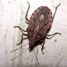 Black Beetle Stink Bug Stink Bug Not A Beetle Stink Bugs Beetle Insects