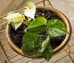 Des plantes d'intérieur pour tous les goûts et tous les niveaux : Pothos Scindapsus Aureus Plantation Entretien Culture Arrosage