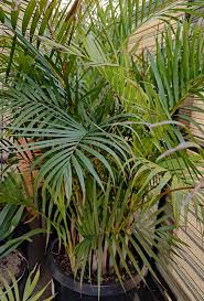Image result for Dypsis