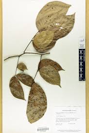 Image result for Senna bacillaris