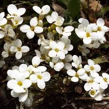 Image result for Arabis alpina