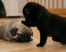 Pin By Donny Dendawacana On Pugs Cute Pugs Pug Puppies Baby Pugs