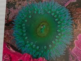 Image result for Aneilema chrysopogon