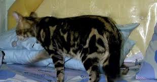 Pada tahun 1889, harrison wier mengatakan bahwa kucing bengal kami menemukan warna ini sendirian dalam kombinasi dengan pola spotted dan marble. Kucing Bengal Indonesia Pola Marble Kucing Bengal