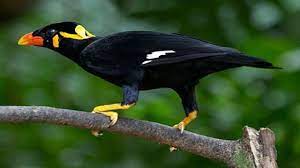 Harga Pasaran Burung Beo Anakan Bakalan Dan Dewasa Burung Beo Binatang Burung