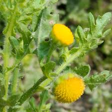 Image result for Grangea maderaspatana