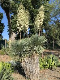 Image result for Yucca