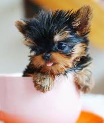 A newborn puppy's temperature will usually be around 94f, and this will change slowly over the first few weeks. 10 Tips For Taking Care Of Yorkie Teacup Puppies Teacup Yorkie Puppy Teacup Puppies Cute Baby Animals