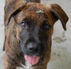 And don't forget the puppyspin tool, which is another fun and fast way to search for labmaraner dogs for adoption near in usa area. Hunter The Brindle Puppy S Web Page