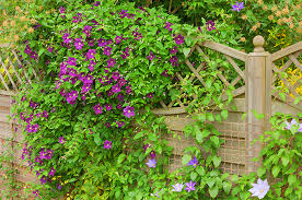 Clematis flowers during the summer and has medium green leaves. Up And Out Vining Perennials For Your Colorado Garden Tagawa Gardens Blog