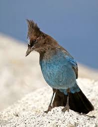 Birds That Look Like Blue Jays But Are Black Black And Blue Looks Like He S Pacing With His Hands Behind His Back Beautiful Birds Pretty Birds Animals