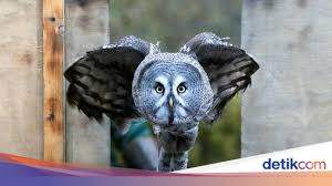 Burung hantu kening putih merupakan salah satu daripada haiwan terlindung di malaysia. Foto Tatapan Tajam Mykh Burung Hantu Besar Asal Rusia