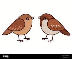 Male and female house sparrows. Cute cartoon bird couple, isolated vector  clip art illustration Stock Vector Image & Art - Alamy