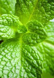 Who have written the most books on this subject. Medicinal Plants Of The Indigenous Tribes In Peninsular Malaysia Current And Future Perspectives Intechopen