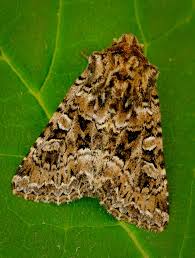 Image result for Hadena perplexa