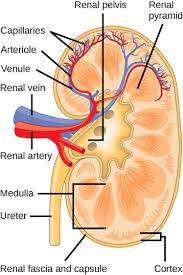 Hma practical 3 for monday july 23 and wednesday july 25. Ch 32 Test Prep For Ap Courses Biology For Ap Courses Openstax