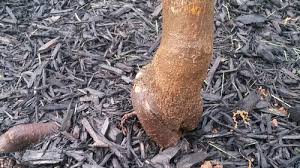 Red maple needs plenty of room for its dense, spreading root system. Japanese Maple Tree Girdling How And When To Fix Pics