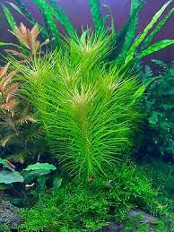 Image result for Pogostemon rogersii