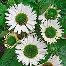 Echinacea Virgin White Flowers Plants Types Of White Flowers
