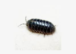 While the methods described above work, there are other options you can use to reduce. Pill Bugs Png Download Image Pill Bug Png Free Transparent Png Download Pngkey