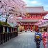 Japan has over 200 cherry blossom varieties of which the most popular is the. Https Encrypted Tbn0 Gstatic Com Images Q Tbn And9gctopltnhe50kfjkiefm 7vpuzpyy90orvuvm4kvhvxc5nzq7xi4 Usqp Cau