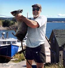 Storiesfromaroundtheworld Giant Rat Rats Giants Norway Rat