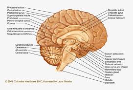 We did not find results for: Sagittal Brain Mid Sagittal Section Of Brain 773x765 Png Download Pngkit