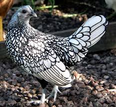Maybe you would like to learn more about one of these? Bantam Chickens Breeds Diseases And How To Care For Bantams