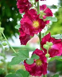 Hollyhocks are quite drought tolerant and require very little care though the taller varieties may need staking to keep from falling over. Hollyhock Alcea Plant Types How To Grow And Care Florgeous