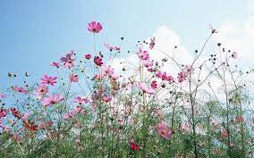 Cosmos Cosmos Flower Pictures Cosmos Flowers Flower Pictures