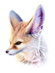 Can A Fennec Fox Be Legally Kept As A Pet? - Quora