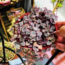 Image result for Ceropegia circinata
