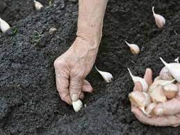Garlic should be planted in a spot not recently used for garlic or other plants from the onion family. How To Grow Garlic In Your Garden