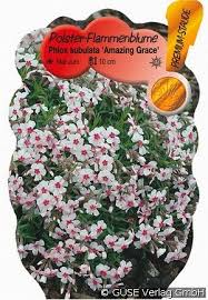 Bei einzelpflanzung sollte ein abstand von etwa 30 zentimetern zwischen den pflanzen eingehalten werden. Teppich Phlox Kaufen Phlox Subulata Amazing Grace