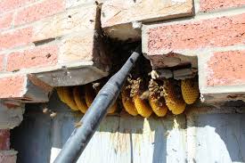We did not find results for: Honey Bees Removed From A Cavity Wall In Hethersett Norfolk