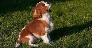 You might not have the only bella at the dog park. Christmas Dog Names Female
