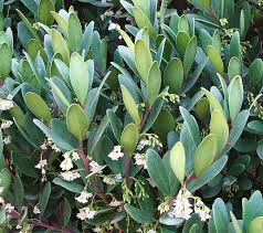 Image result for Ebenaceae