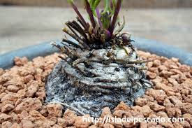 Image result for Aeollanthus subacaulis