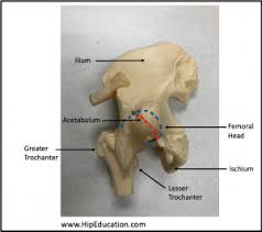 The second largest bone in physique is the tibia, additionally known as the shinbone. Hip Anatomy Hipeducation