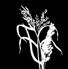 Isolate new plants from plants already in the home for six weeks to ensure that any pest brought in will be less likely to spread. Https Www Giz De En Downloads Giz2018 En Ipm Guideline Web De Pdf