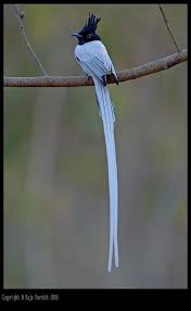 Black And White Bird With Orange Beak And Long Tail Pin On It S For The Birds