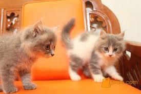 Kucing persia medium kamu memiliki berbulu panjang, maka untuk merawat kesehatan bulunya kamu bisa menyisir nya setiap hari. Anak Kucing Keturunan Persia Medium Depok Jualo