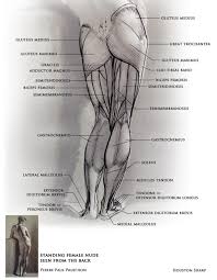 By strengthening them, you increase your overall muscle mass and improve bone density. Legs Female Back Art Anatomy Artreference Anatomyreference Humanbody Animalbody Sculpting Bg Anatomy Reference Anatomy Drawing Anatomy For Artists