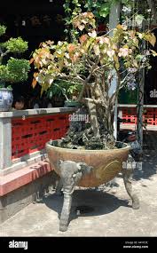 Hoi An Bonsai Bodhi Tree Bo Tree In Ornate Planter Pot Vietnam South East Asia Stock Photo Alamy