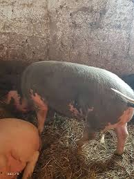 Cumpara acum, 100% sigur prin garantia de livrare. Vand Purcei Mangalita