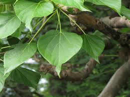 Image result for Gyrocarpus