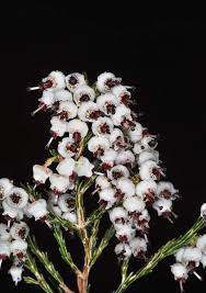 Image result for Mohria vestita