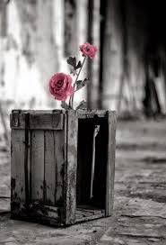 Best Flowers Black Background Photography Color Splash 36 Ideas Black Background Photography Color Splash Photo Flowers Black Background