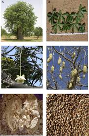Image result for Adansonia digitata