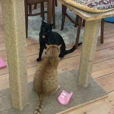 Cat Home Made Cat Dog Cat Kitty Cats Cat Dogs Pets Cats Copy Cat Cats Ideas Cats Make Make Cat How To Cat Cats How To Cat Pets Cats